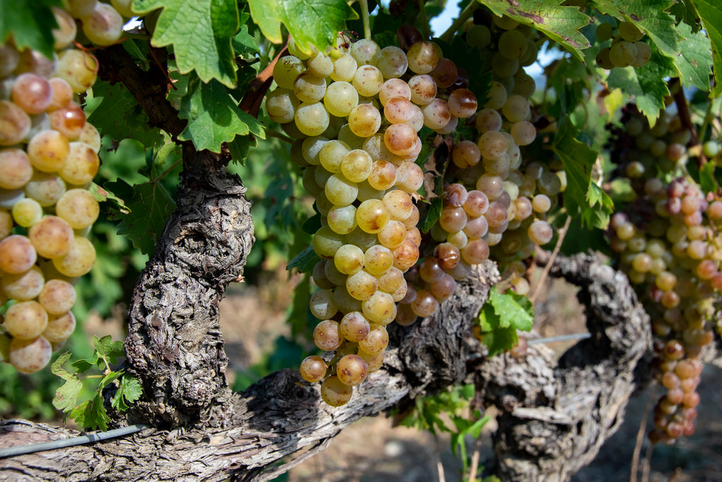 Savoir faire ancestral - grappe de raisins - vigne du Domaine des Richards